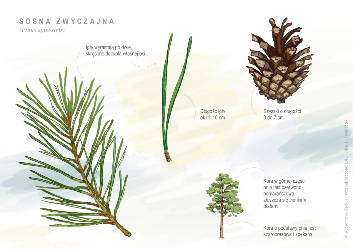 sosna zwyczajna - Pinus sylvestris